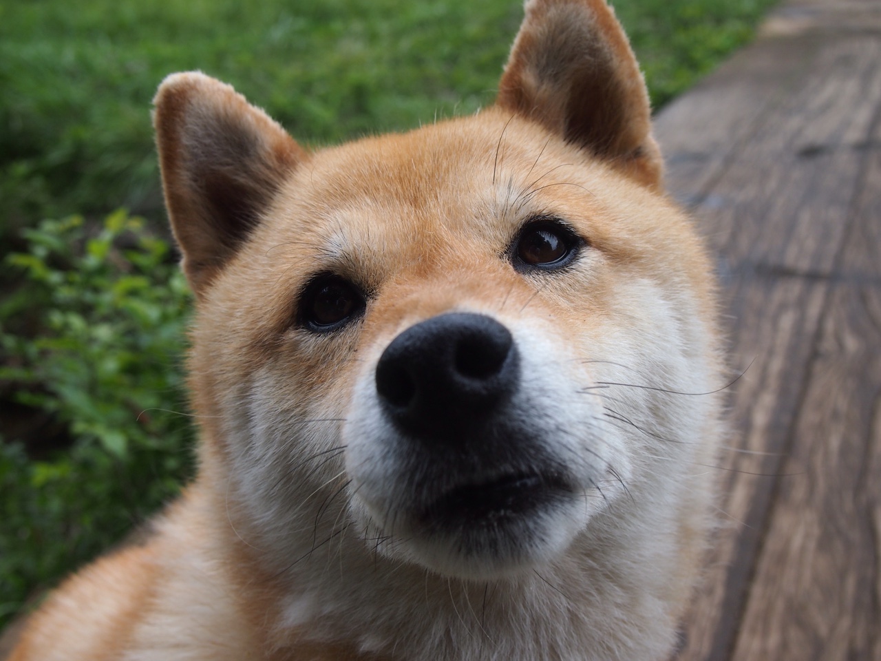 当东方奇迹遇见西方传奇，上海大鲨鱼客场逆转湖人，切特·霍姆格伦化身关键先生