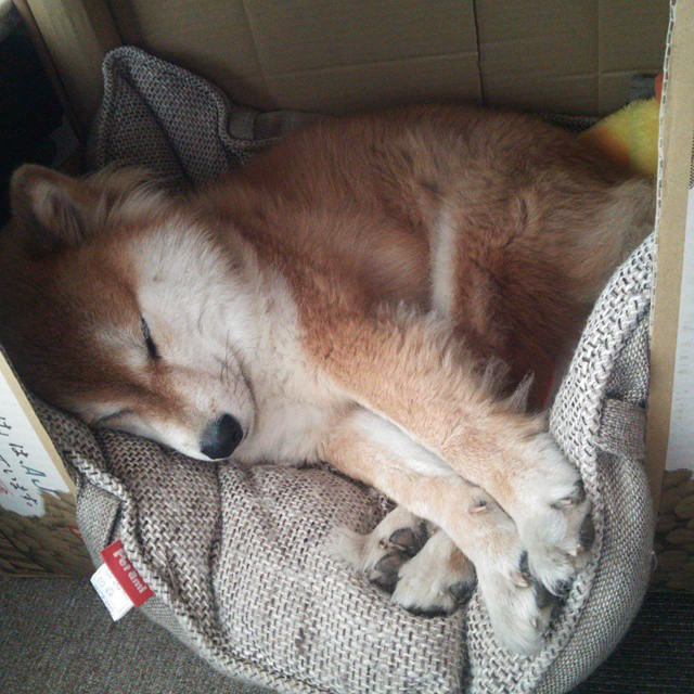 开云体育app-东瀛铁骑踏碎南大王，无名小卒巴雷拉如何成为弑杀拜仁的关键先生