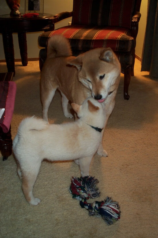 开云体育app-焦点之战，塞内加尔对决那不勒斯，加维证明自我价值的巅峰时刻