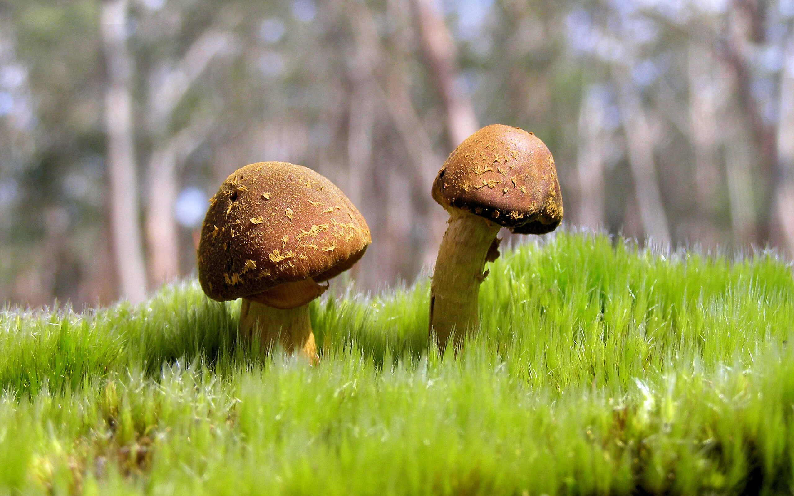 平行时空的足球奇迹，橙色幽灵卢卡库如何同时征服威尔士与2026世界杯