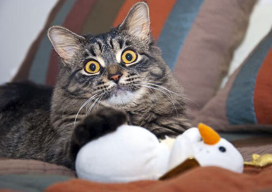 伊斯坦布尔的烈焰，马丁内利一锤定音，土耳其新军力斩蓝狮切尔西