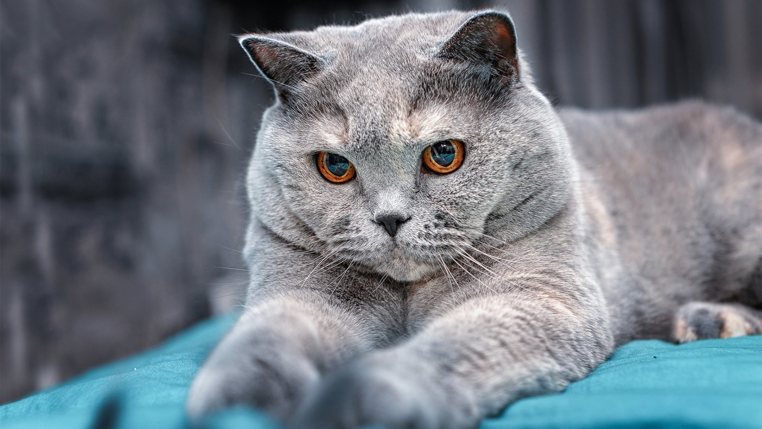 球鞋之舞，千年一刻，欧冠决赛夜的米切尔神话