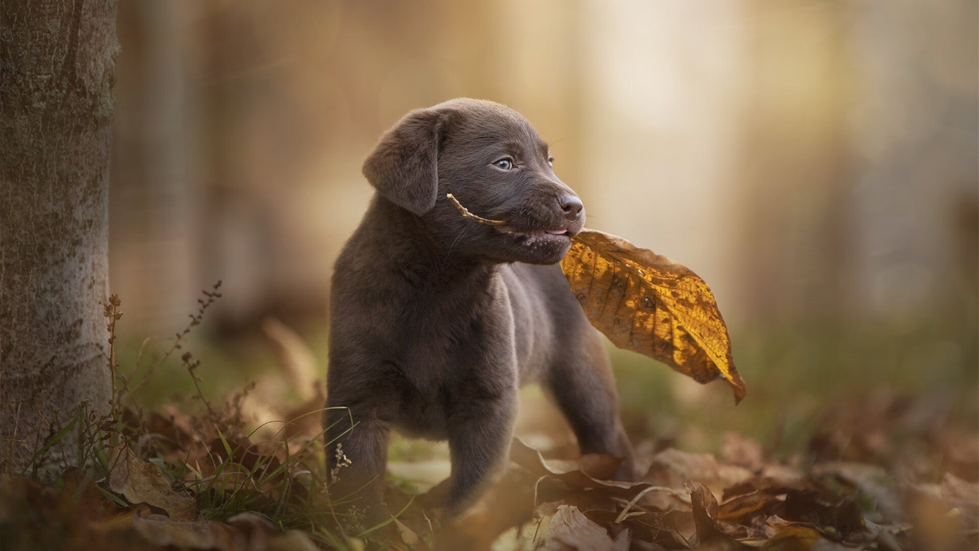 节奏魔法师，拉梅洛如何在总决赛之夜为全队谱曲