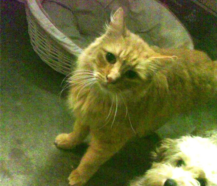 狼王设下的致命陷阱，恩比德如何化身湖人季后赛路上那柄无情的守门钥