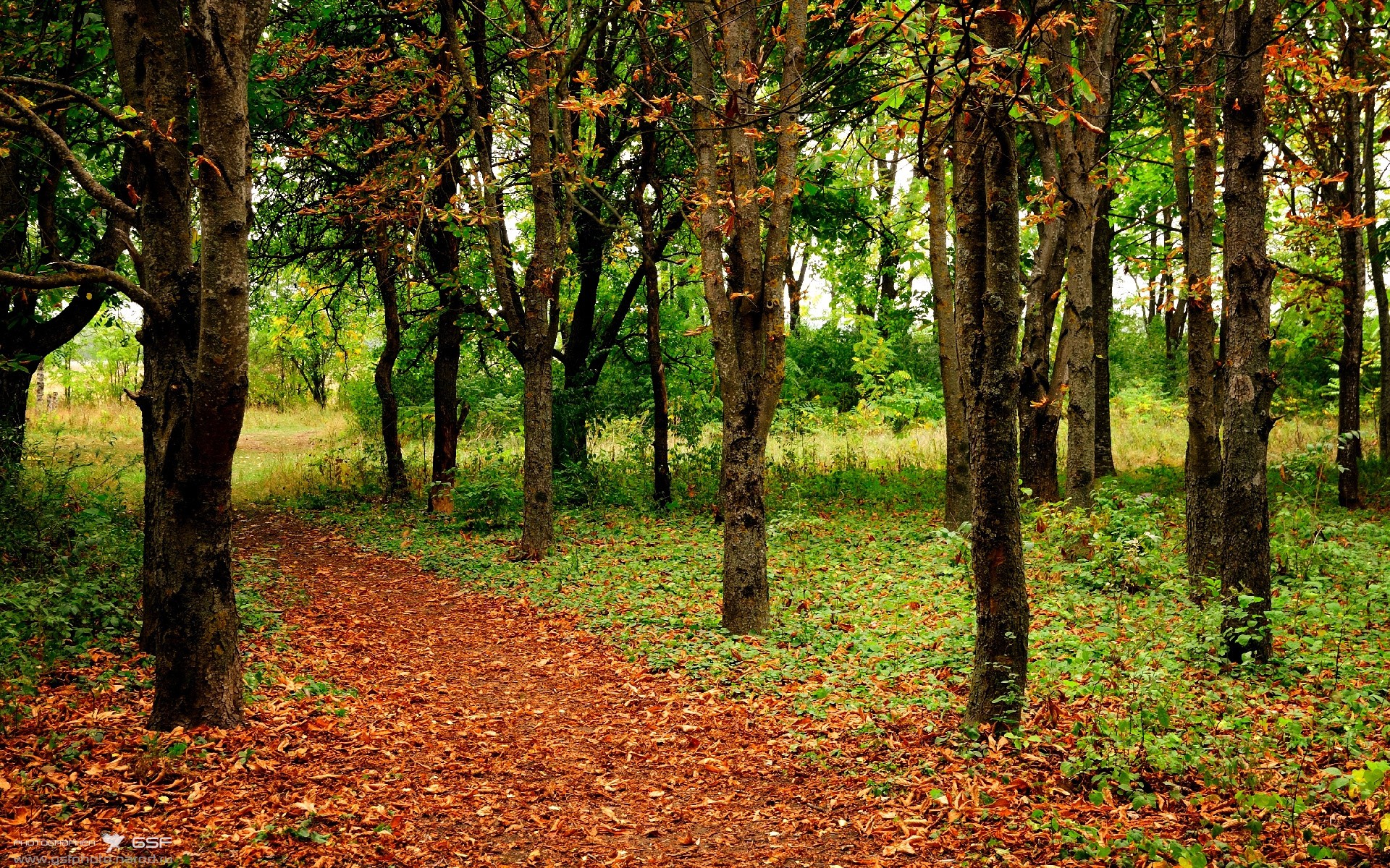 当爵士用军事化战术碾压快船时,约基奇用慢三拍艺术写下另一种统治宣言