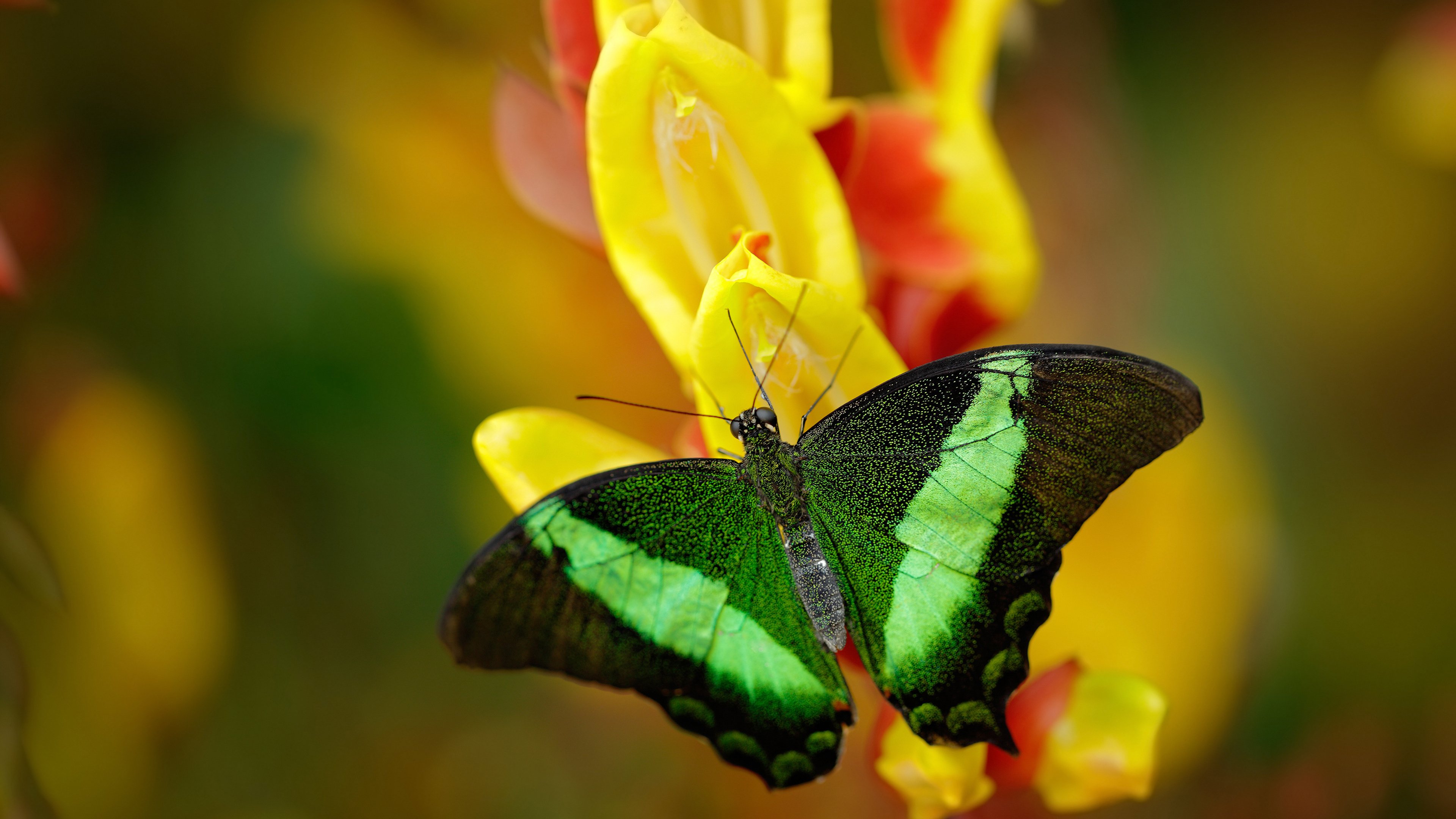红魔利刃出鞘,格纳布里关键一击,比利时终结几内亚神话