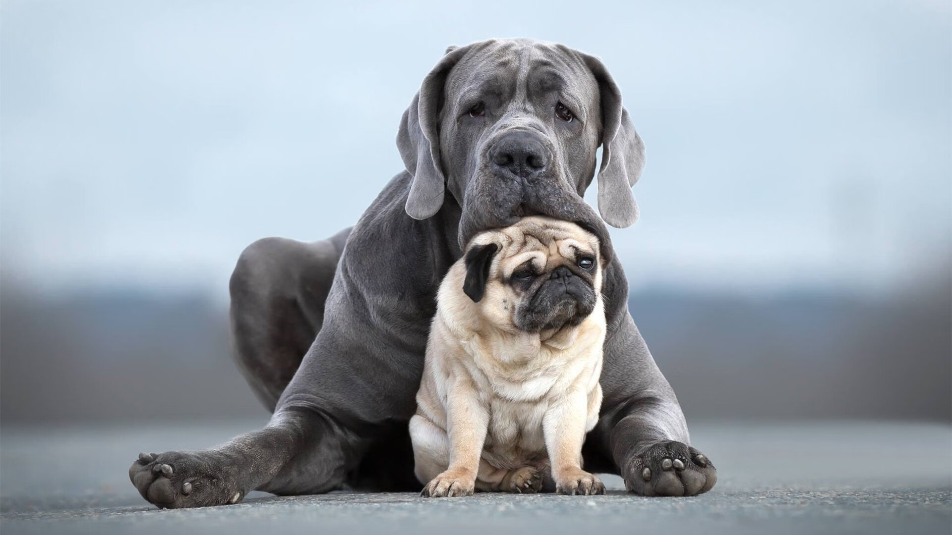 黄喜灿,横跨尤文与比利时的版本答案,他的稳定输出为何从不断线?