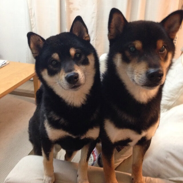 开云sport-节奏之战，雄鹿掌控黄蜂，哈利伯顿关键先生闪耀