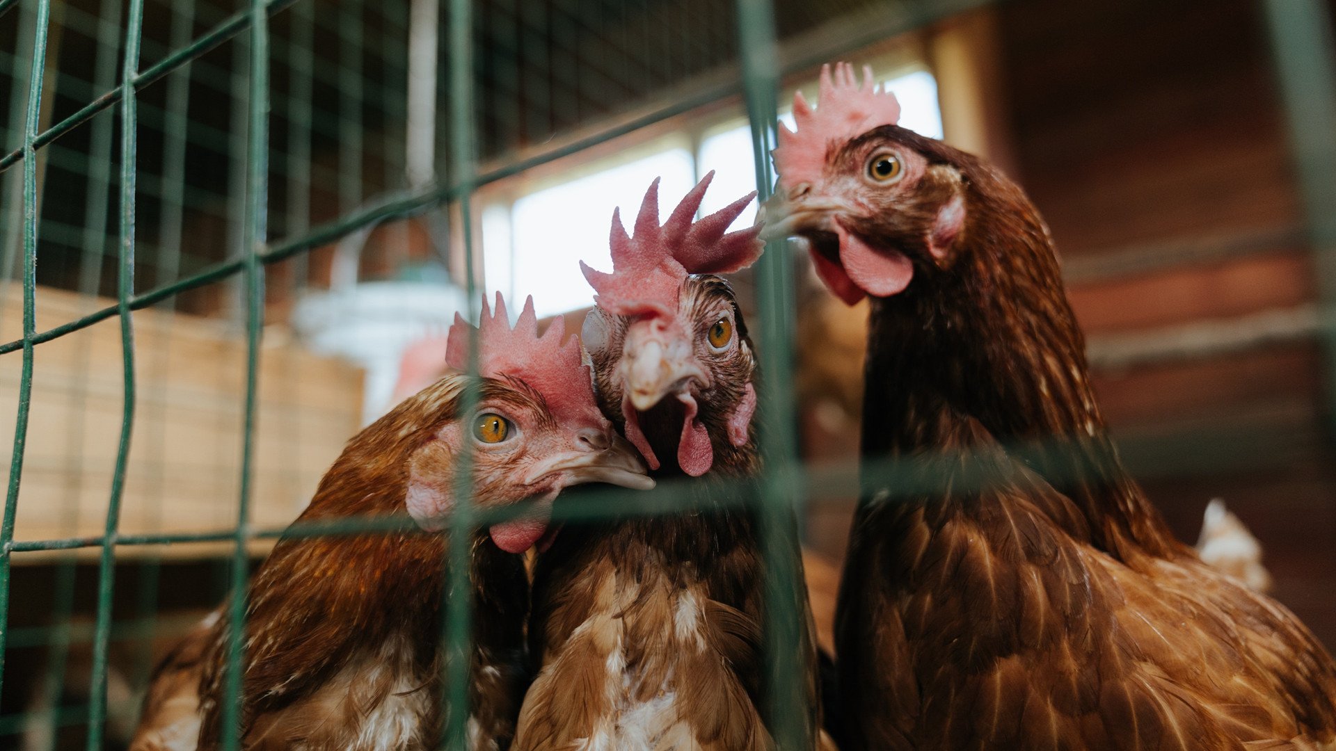 节奏之战,雄鹿掌控黄蜂,哈利伯顿关键先生闪耀