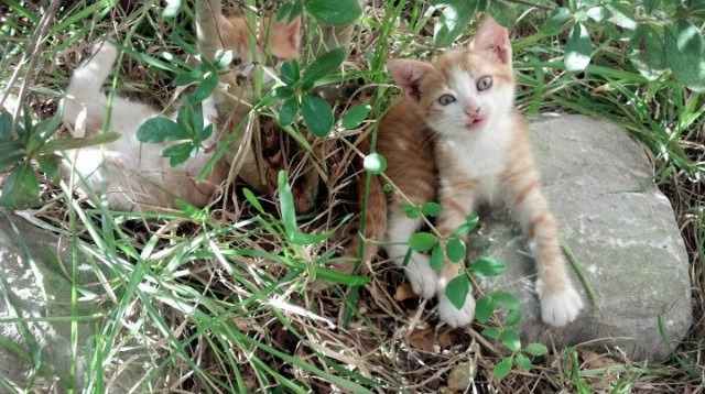 北纬16°的逆袭，阿什拉夫一球刺穿北欧童话